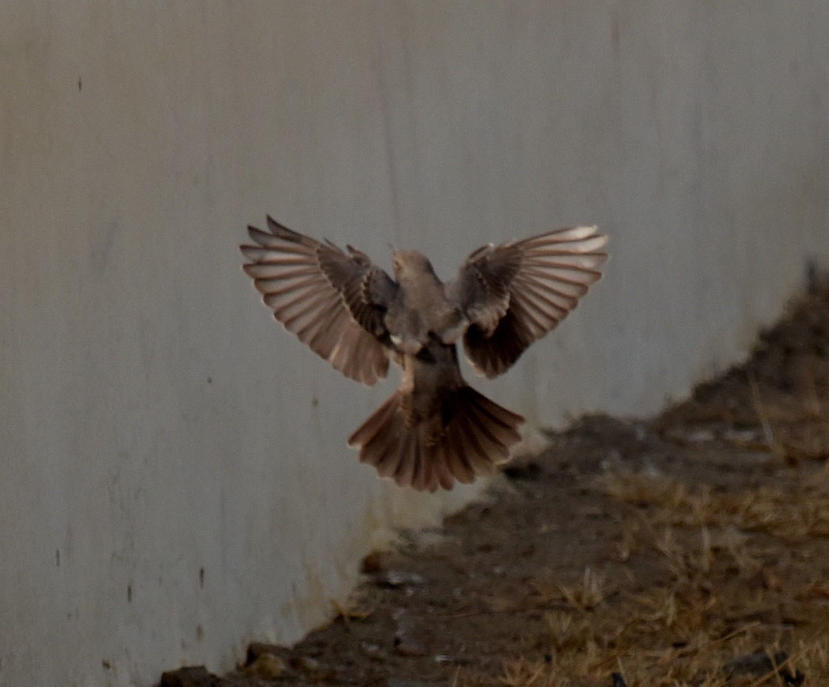 Blue Rock Thrush